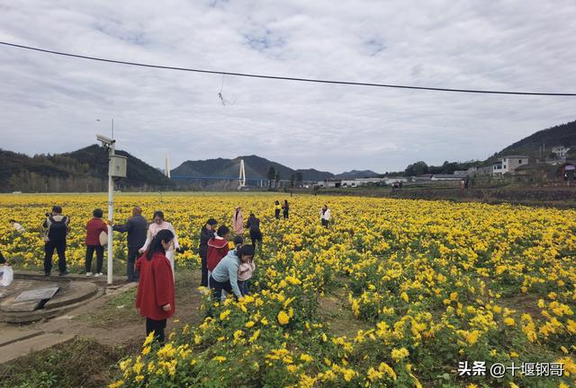 千年古麇，菊香五峰！十堰市郧阳区东峰村万亩菊花震撼盛开太美了