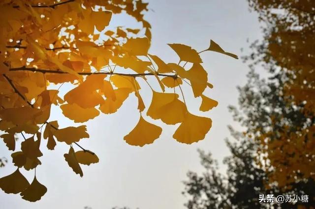 【石家庄】河北经贸大学银杏节预览，随手一拍都是壁纸