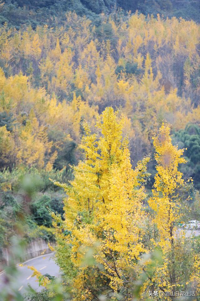 赴一场银杏之约 共享丹棱金色长廊的冬日浪漫