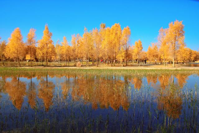 酒泉金塔胡杨林，时光凝固成美丽的神话，奔赴一场秋季的浪漫之旅