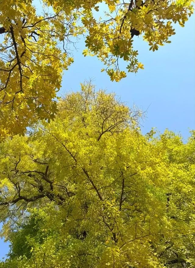 今日实况奉上！门头沟这片金黄！！！