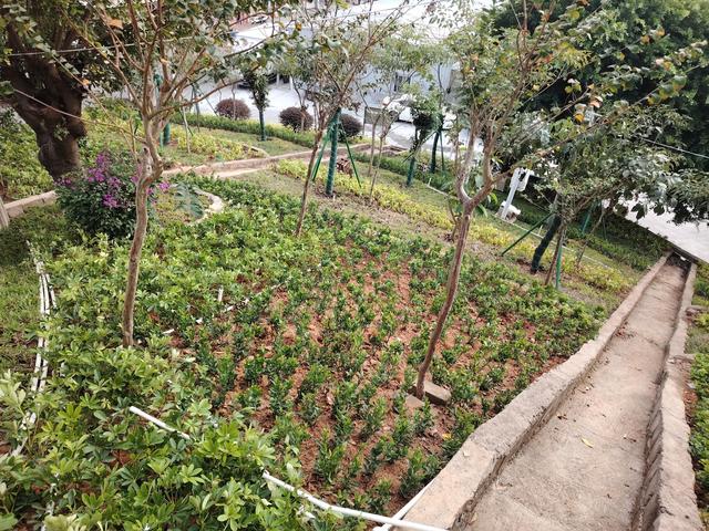 甲子待渡山，初冬披绿迎宾客