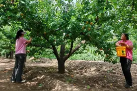 太原市晋源区：枝头果香浓 采摘正当时——特色瓜果轮番上市图片