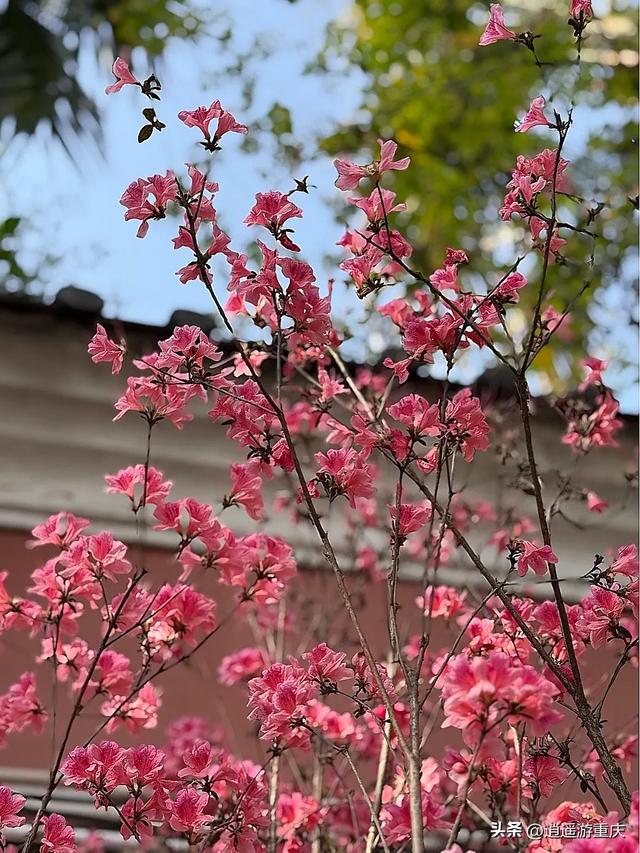 华岩寺清明打卡：新绿、锦鲤和古装妹子，随手一拍都出片