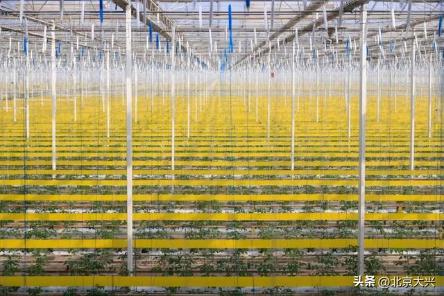 “6+5+3” | 庞各庄西瓜小镇：解锁快乐休闲新地标！