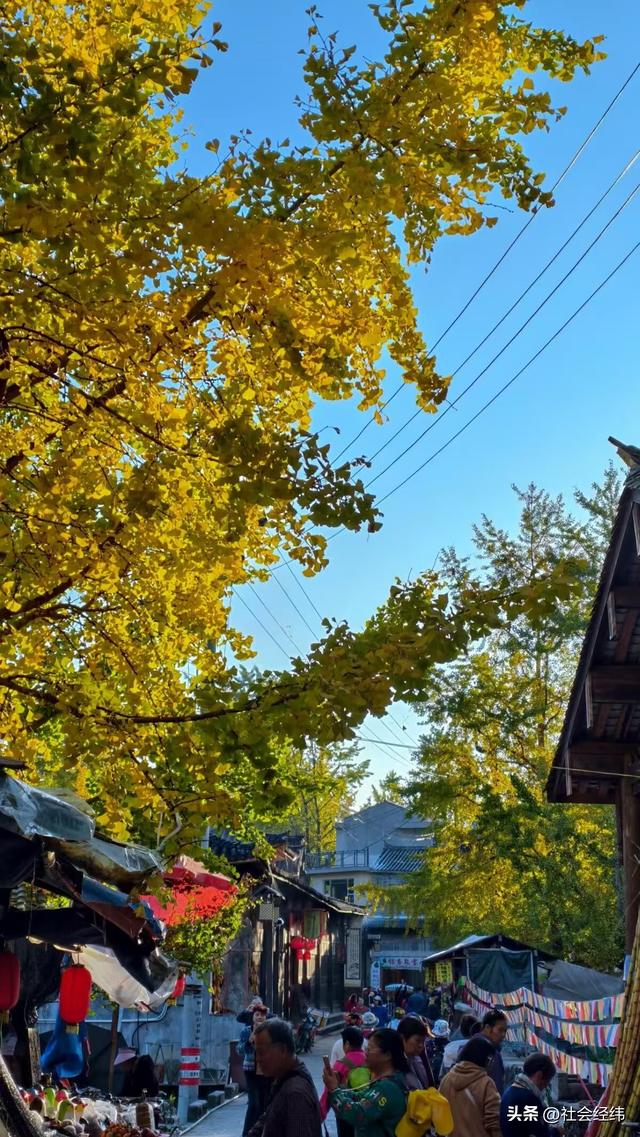 金色童话！腾冲千年银杏村，巷陌皆染秋光醉