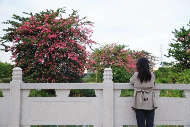 秋意浓，花开正艳！这周末，来东莞万江赏花秋游吧！