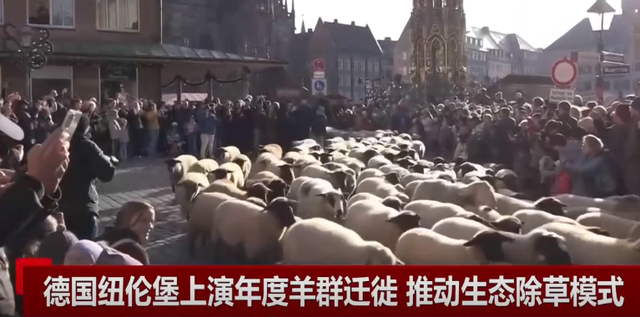 中世纪传统活到现在，为羊群让道，纽伦堡年度奇观引热议