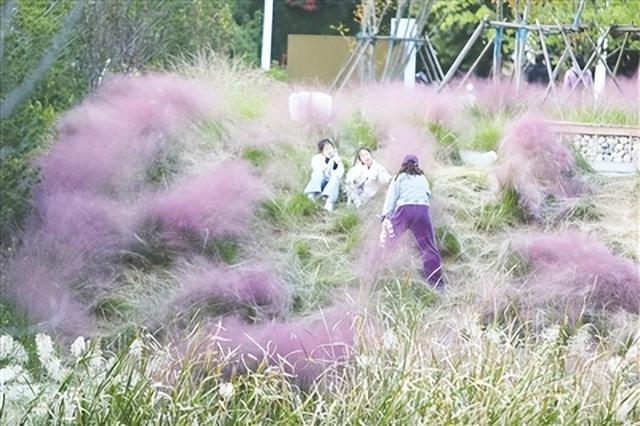 青岛粉黛乱子草进入最佳观赏期 浮山森林公园、小麦岛、双山吸引市民游客前来打卡