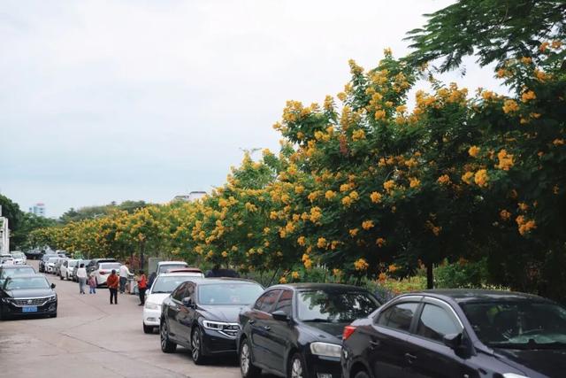 秋意浓，花开正艳！这周末，来东莞万江赏花秋游吧！