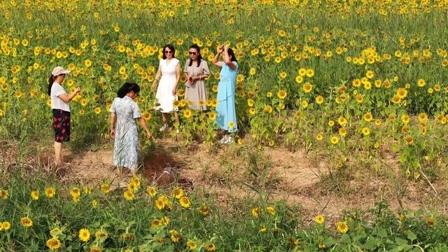 太原市万柏林区：百亩向日葵花海爆红