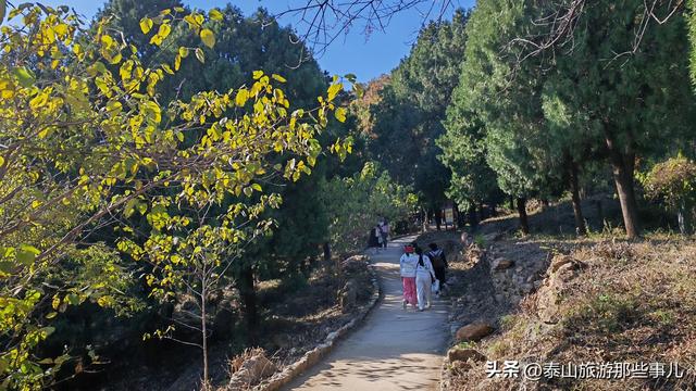 泰安：泰山腰一条鲜为人知的环山小道，却藏着深秋的惊艳