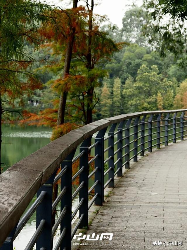 太出片啦！中山焦糖色「落羽杉」上线