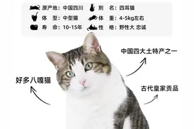 每天认识一种猫(简州猫)图片