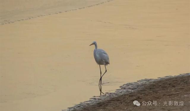 初冬,敦煌党河风情线白鹭翩跹