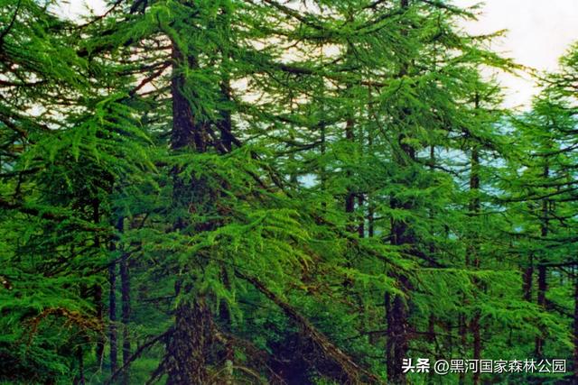 美如仙境!邀您共赏雨中的黑河国家森林公园~
