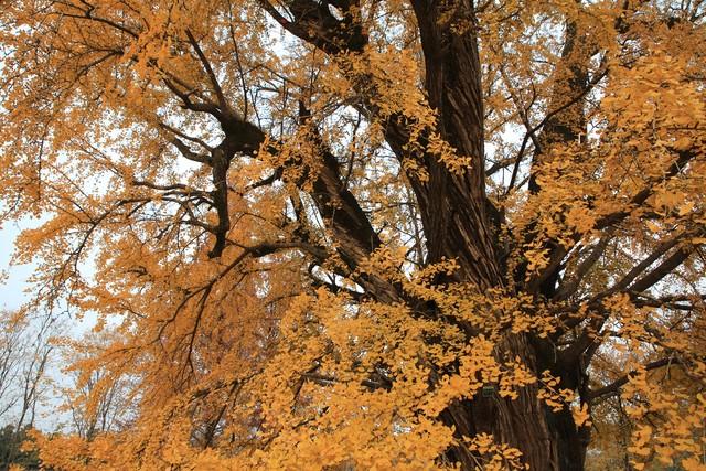 南京真糊涂啊！这十个堪比AAAAA级的景点！秋游很美赶快宣传吧！
