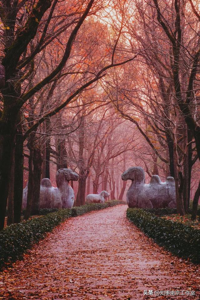 51张照片告诉你，南京的秋天有多美！