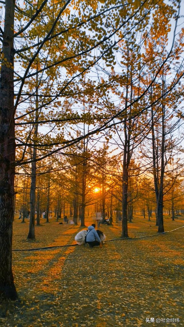 金色童话！腾冲千年银杏村，巷陌皆染秋光醉