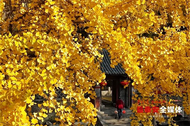 古观银杏黄 诗意满深秋