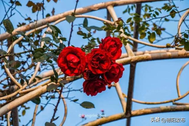 最新实拍！德阳东湖山都美成啥样了啊？太夸张了