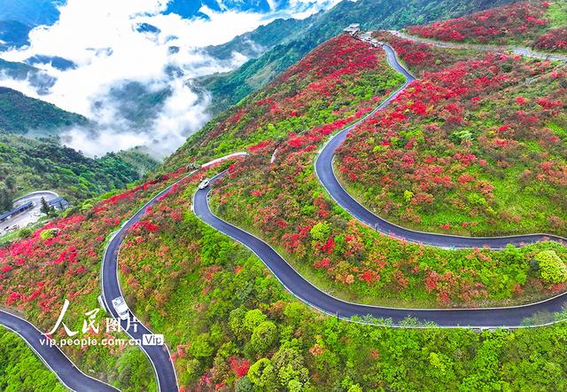 湖南双牌：杜鹃花开引客来
