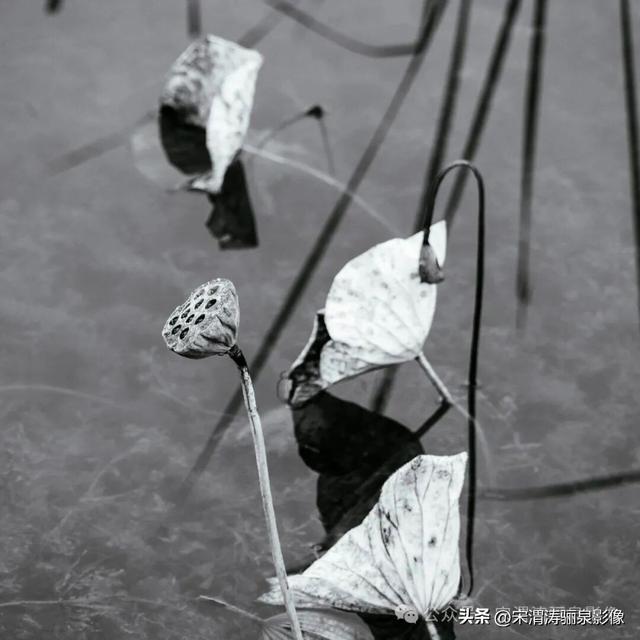 陕西渭南：人民公园秋天的残荷淡如水 美如画 凄凉如人生