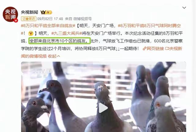 8万和平鸽放飞走失数十只后续：走失原因曝光挺特殊，网友立大功