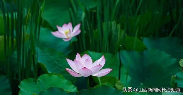 黎城县：黎侯公园荷韵浓 夏日盛景醉游人