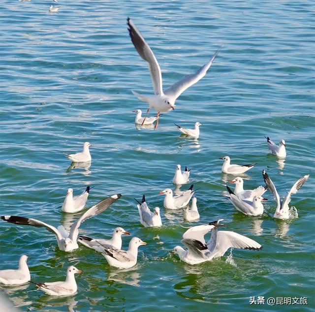 超详细攻略！在昆明官渡，与鸥共舞，六种玩法开启冬日漫游！