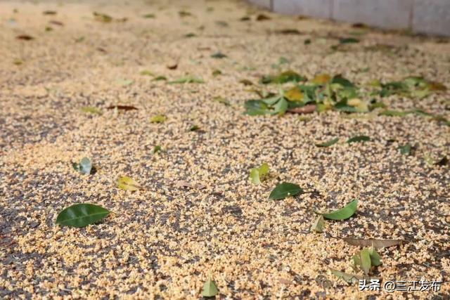 金秋桂香满侗乡