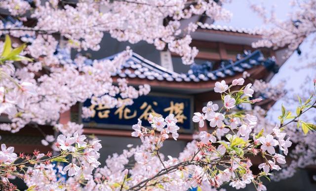 比日本浪漫，比韩国绚烂，国内这10个最美的赏樱地，你去过几个？