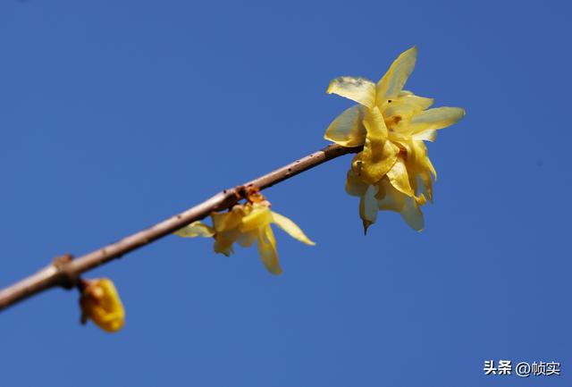 “蜡”么美“蜡”么香，上海公园蜡梅绽放即将迎来盛花期