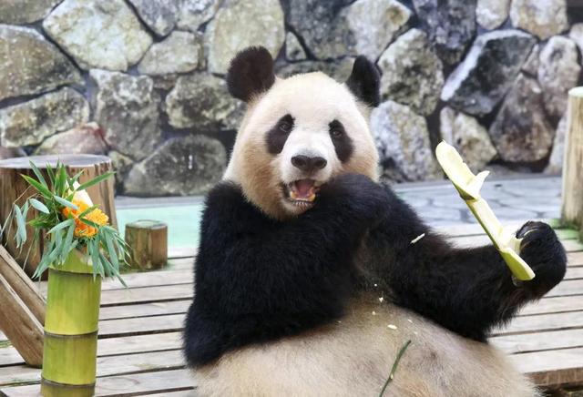 最后关头，高市政府通告中国，希望送回大熊猫，中方误判了日本？