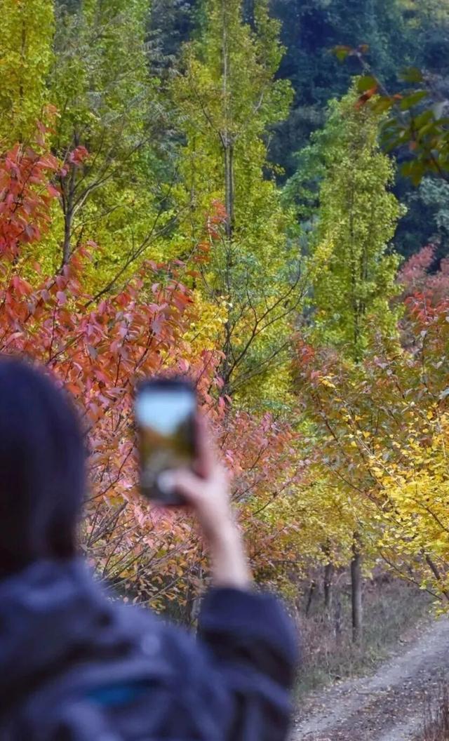黄了！彩了！1h刹拢成都最近赏秋地，徒步拿奖牌、邂逅古寺银杏！老街美食好吃惨！