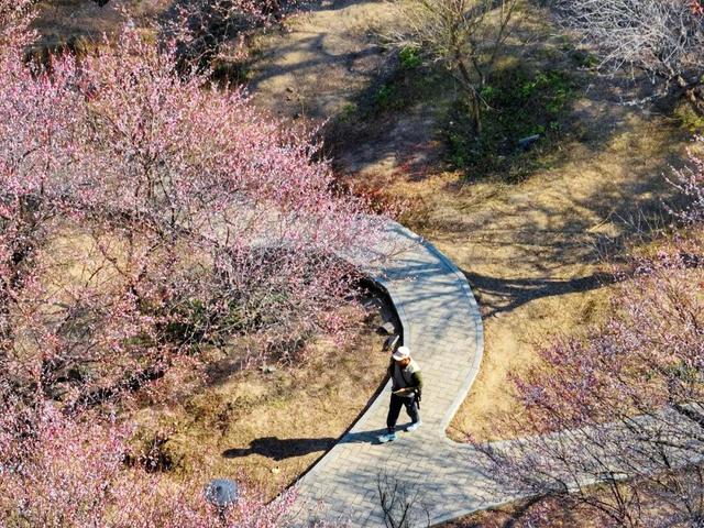 惠聚美好丨梁化梅园迎来最佳观赏期，错过等一年！