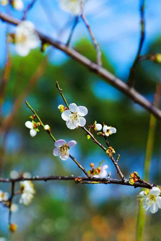 在韶关，带毛孩子去哪“浪”？这份宠物友好地图请收藏，撒欢不踩雷~