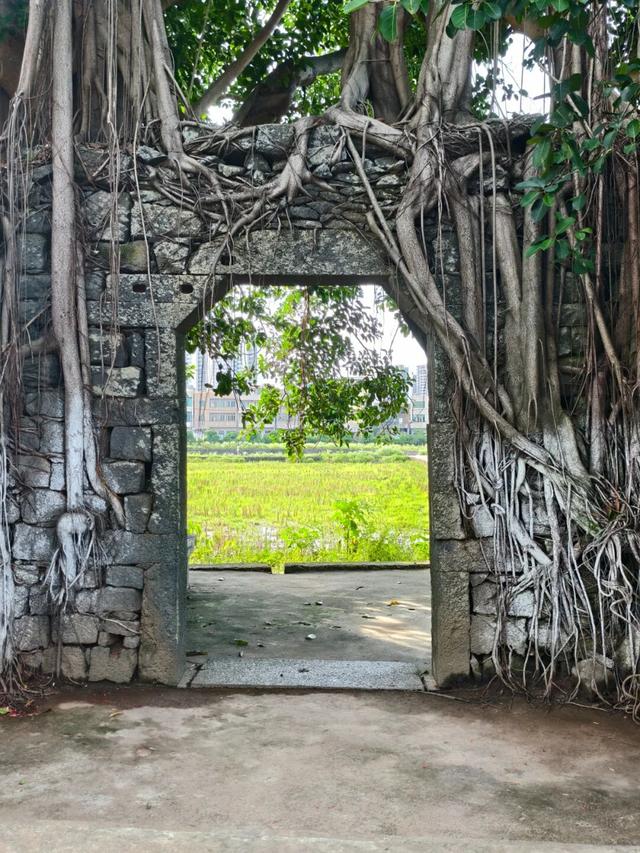 藏在海口秀英的太极村，400年历史古村落，一年四季有不同的美