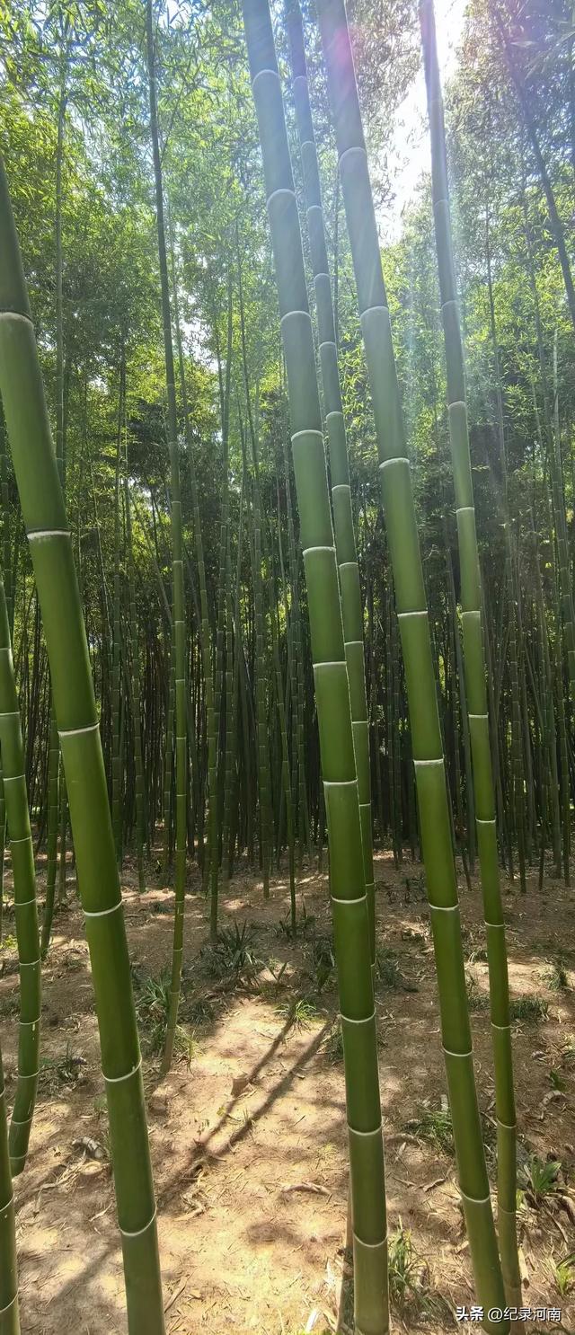全国文明城市全国百强县永城永城不大​景色如画[强]