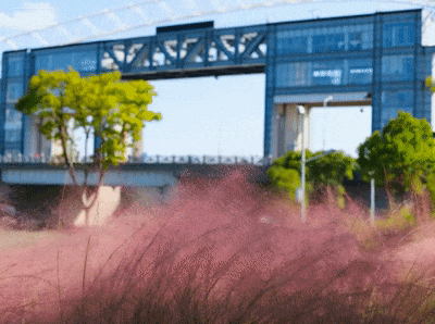 奉贤的秋天，才是上海隐藏的“顶流”！