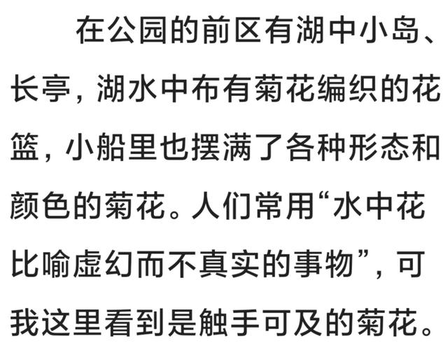 中山公园的菊花