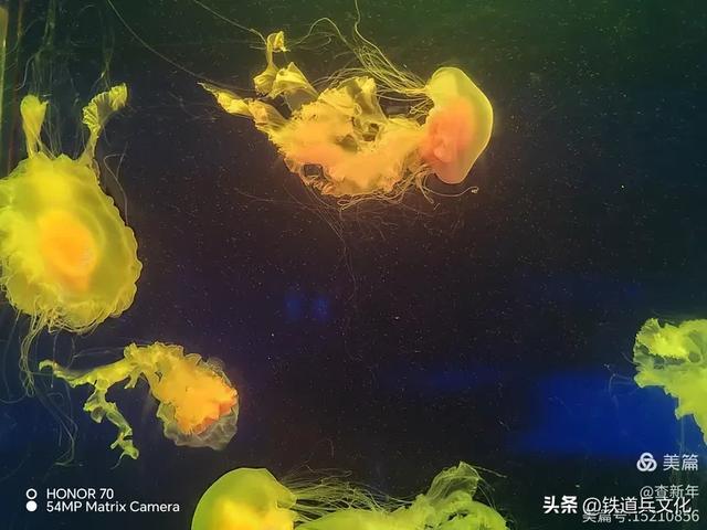 查新年||首次游览曲江海洋馆