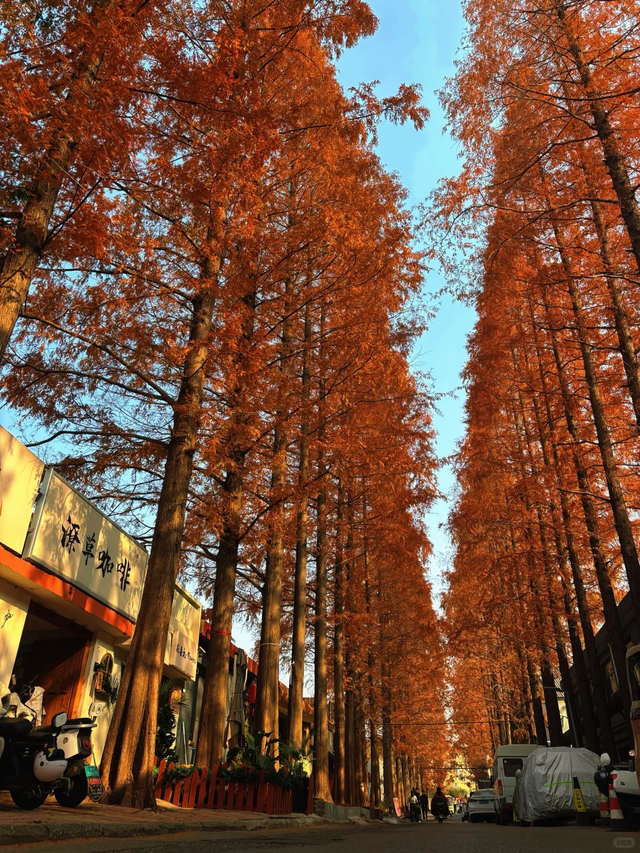临沂「红杉」「红枫」浓度拉满，出片率100%