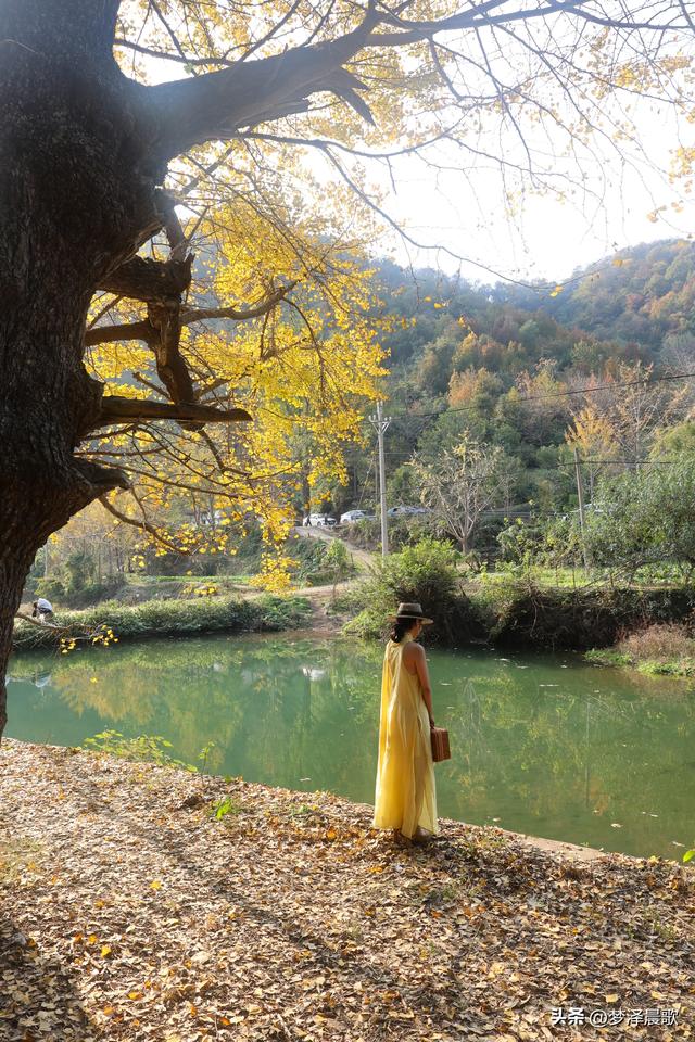 安陆：当银杏遇见芦苇 画框里的诗与远方