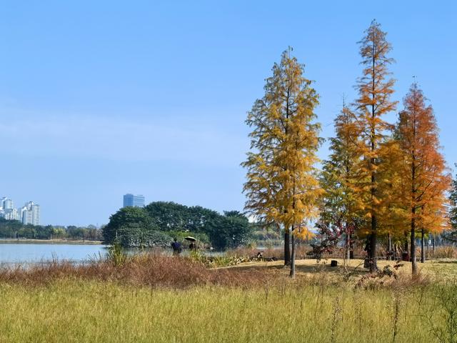 到柳东龙湖，走进一季的“黄橙红绿”→