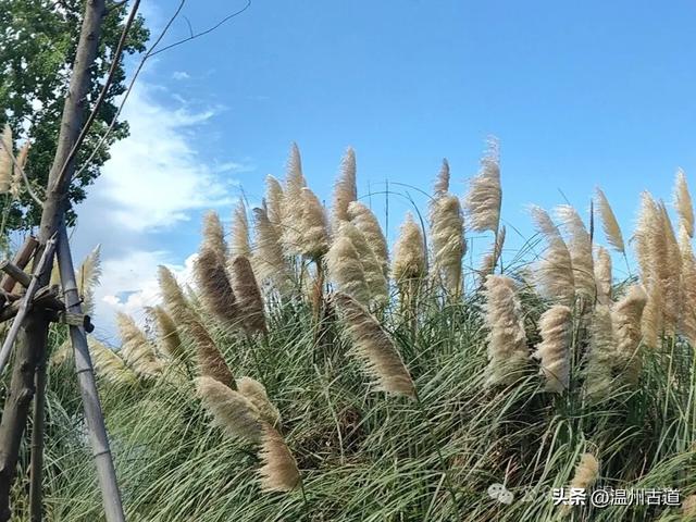 浙南最大的乡镇湿地公园原来在这里！