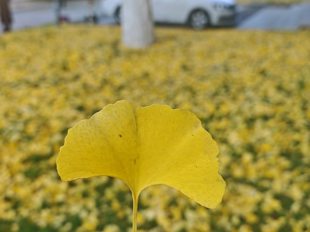 昆明市行政中心另一处，李世民种植银杏树的缩小版，赶快克