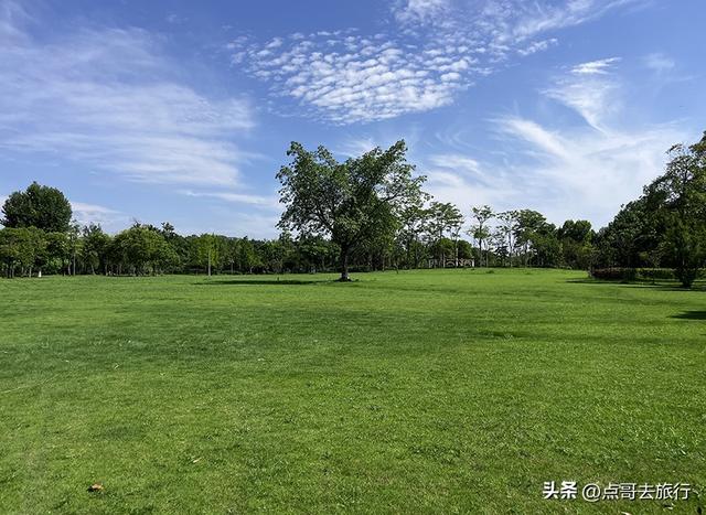 成都坐地铁最新赏花地，近百亩金色花田，超级惊艳，不要门票！