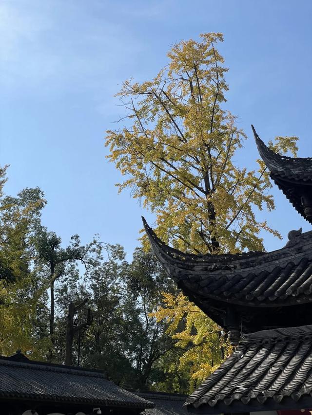 祠堂小雪 | 满地翻黄银杏叶