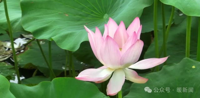 免费！快来鄂尔多斯这里赏荷花→